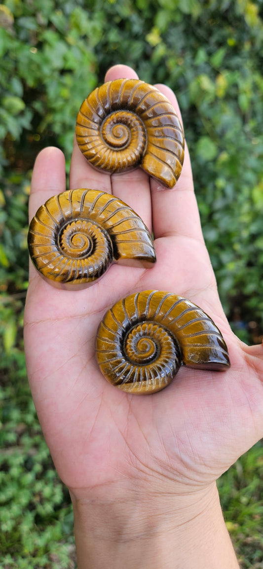 Tiger's Eye Fossils